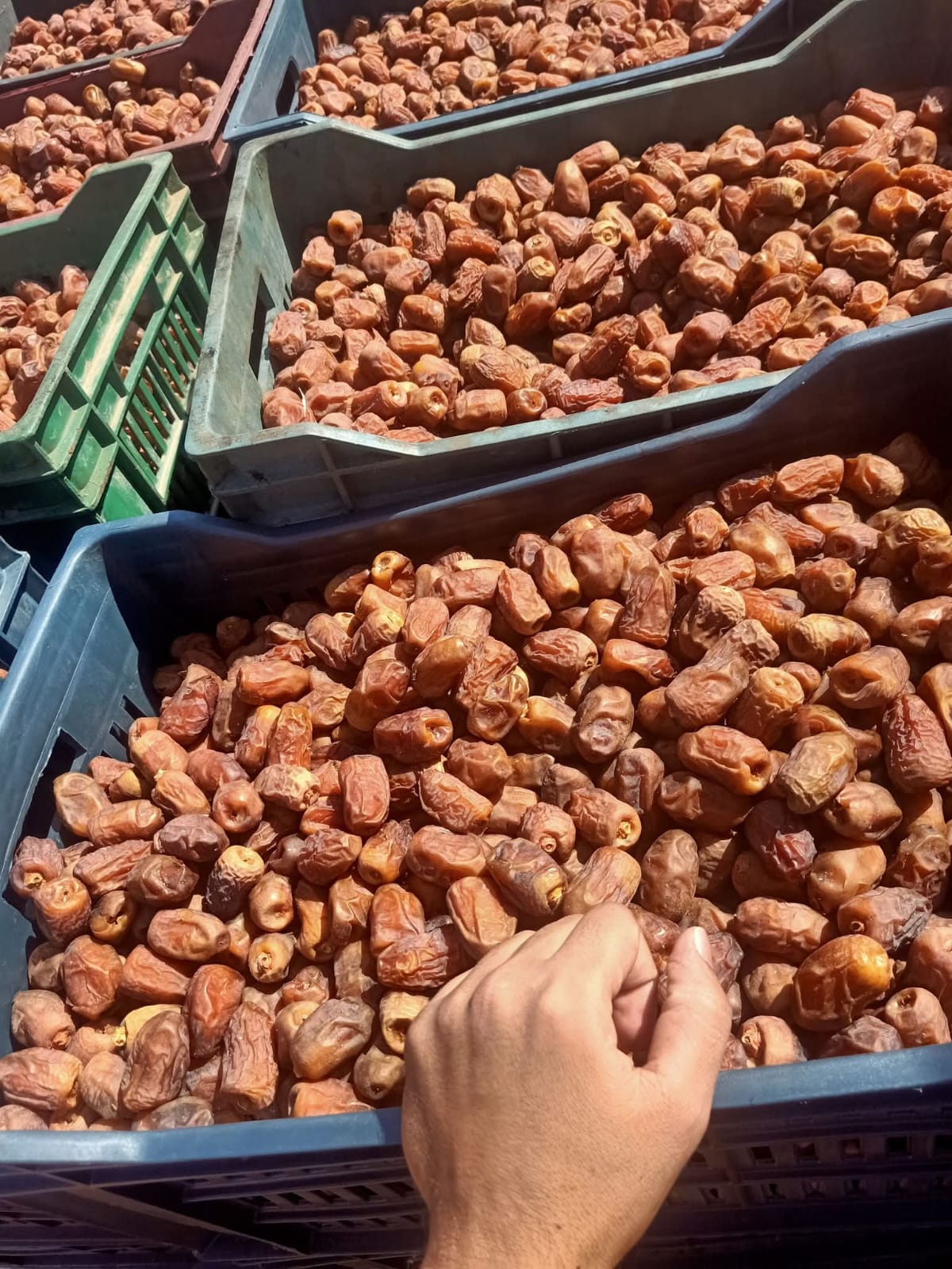 Alzad semi-dry dates , Alzad Medjool dates