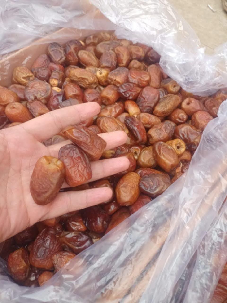 Alzad semi-dry dates , Alzad Medjool dates