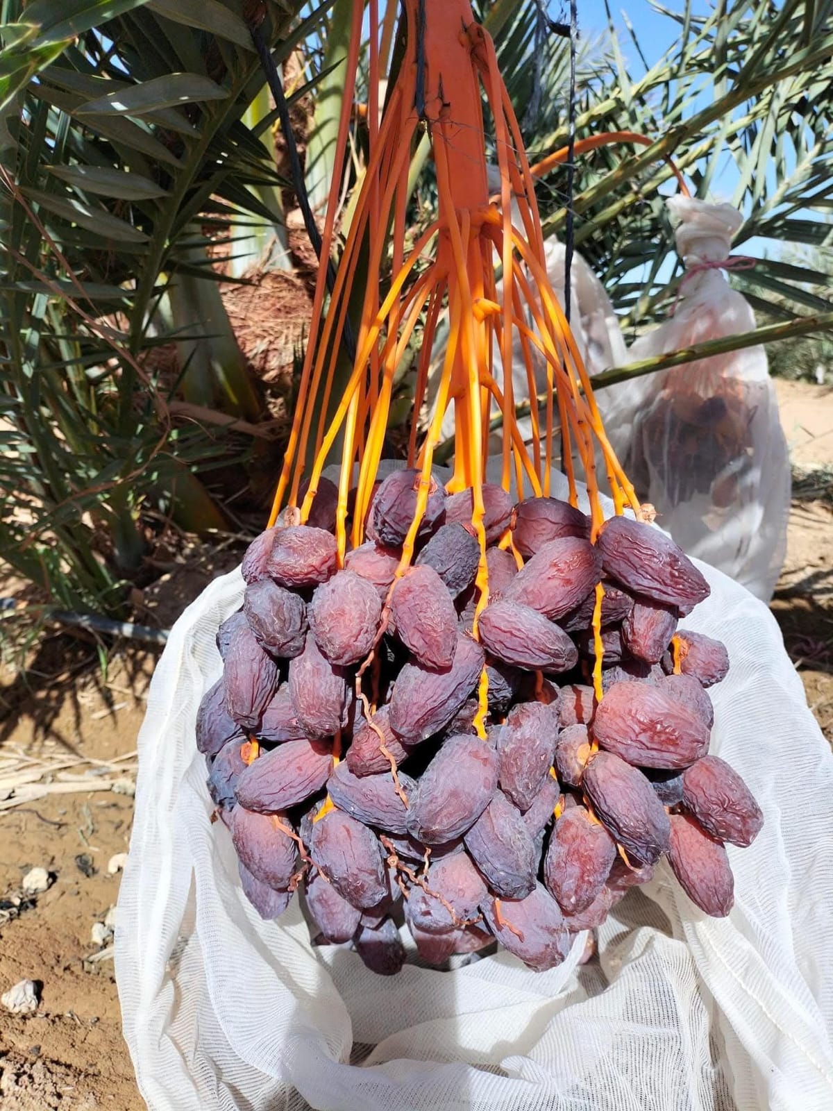 Alzad semi-dry dates , Alzad Medjool dates
