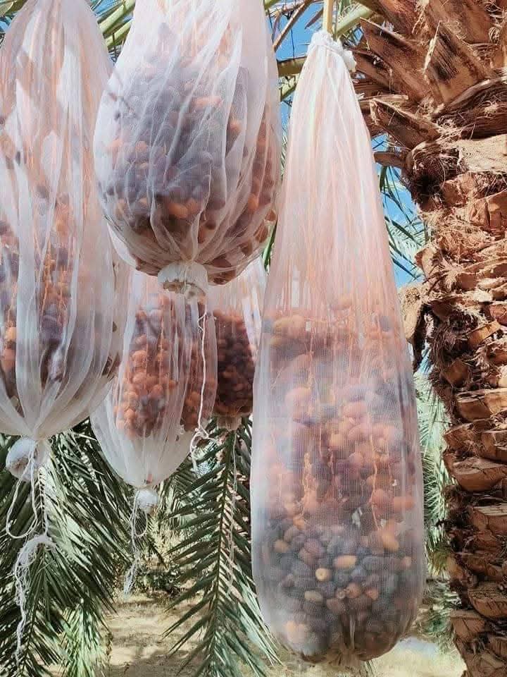 Alzad semi-dry dates , Alzad Medjool dates