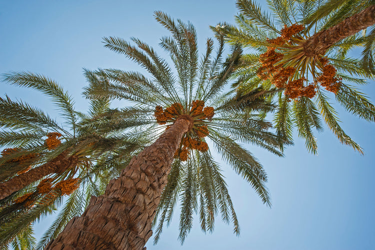 Dates deglt nour 