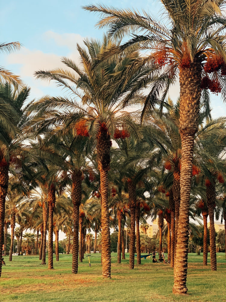 Dates deglt nour 