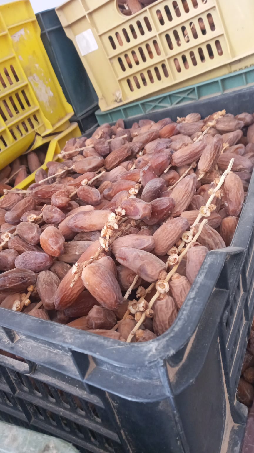 Bulk dates Deglet nour premium 