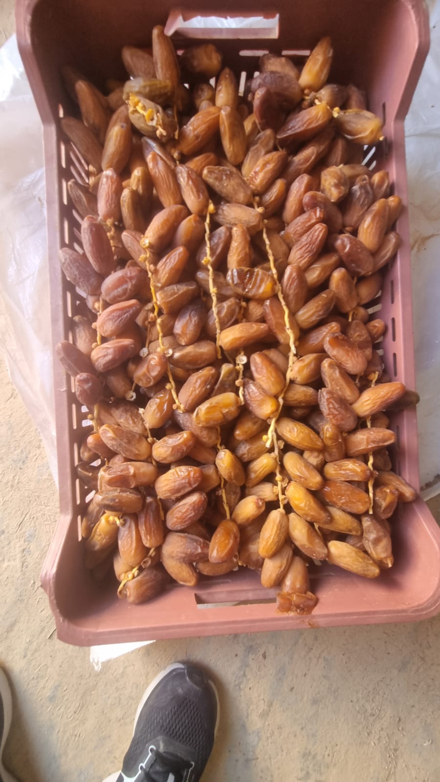 Bulk dates Deglet nour premium 