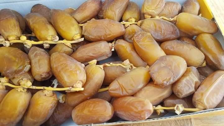 Branched daglet nour premium 