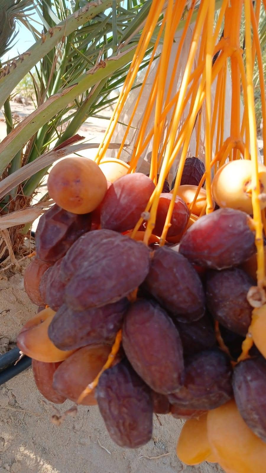 Premium Medjool Dates